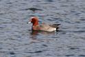 J01_9434 Wigeon.JPG